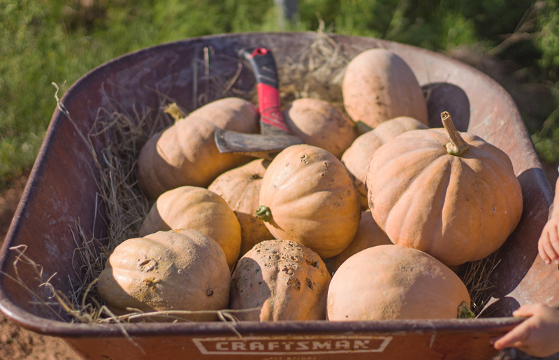 pumpkinssept