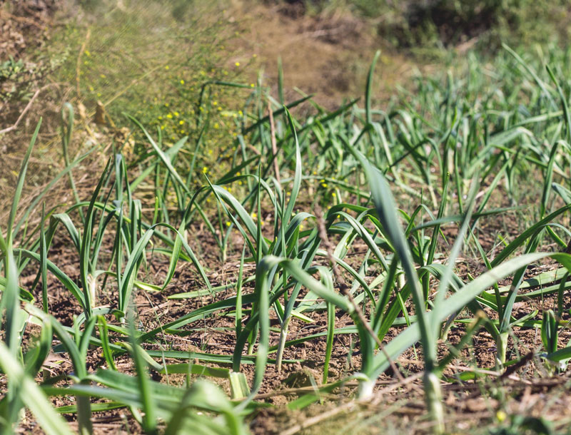 planting-garlic-2