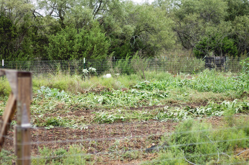 planting-garlic-5